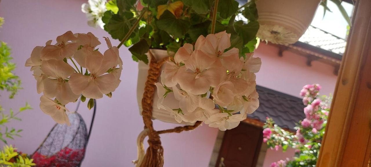 Pensiunea Happy Flowers Greci Esterno foto